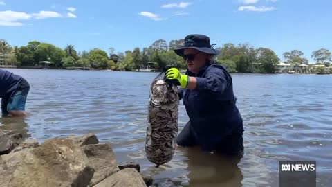 The oyster project adding 'ecosystem engineers' to Noosa River _ ABC News