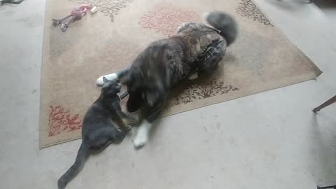 Tora the Akita and Storm the Kitty Playing
