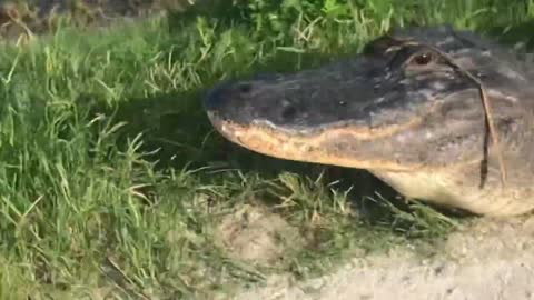 German Cyclist Zigzags Between Alligators in Florida