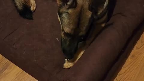 GSD stealing mail with cash in it.