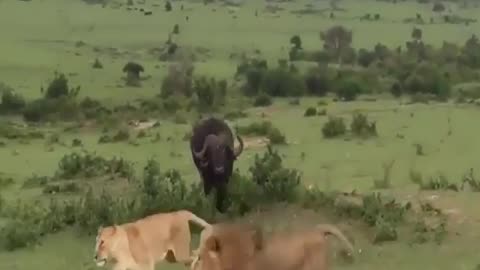 Lion vs Buffalo