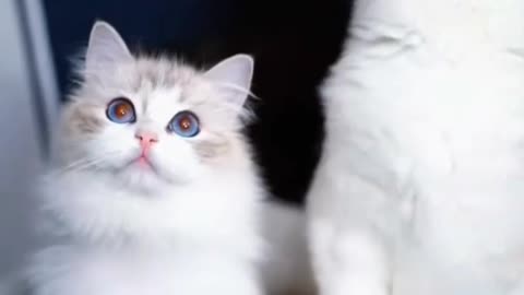Cute cat videos | fanny cat videos | cat videos |