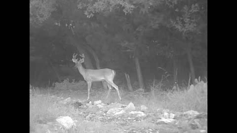 Deer Cam 2022