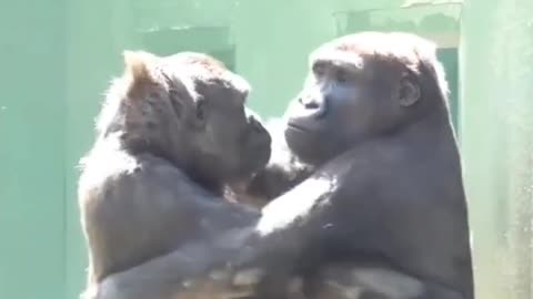 Funny monkey scene 😅😅 chimpanzee funny shorts