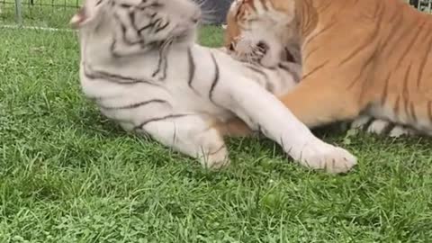 Are these two tigers husband and wife?