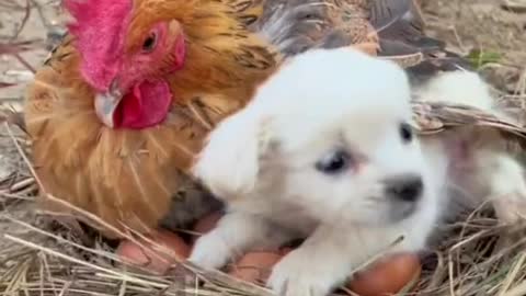 chicken and puppy live together
