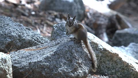 Ground squirrel standing on a rock