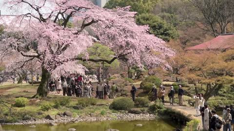 When to See Cherry Blossoms in Japan _ japan-guide.com