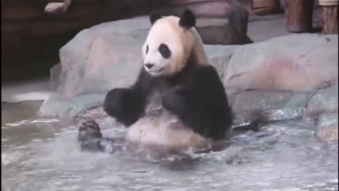 Giant panda bath