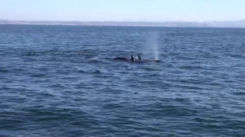 09-26-2017_ Orcas Show up Again and The Humpbacks Don't Like It