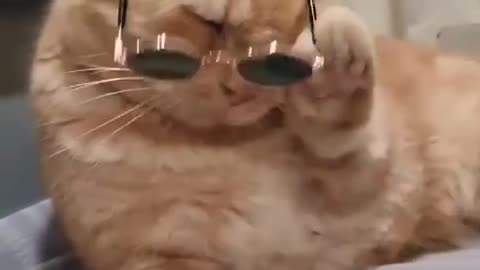 Funny Attitude Cat Video OMG 😱