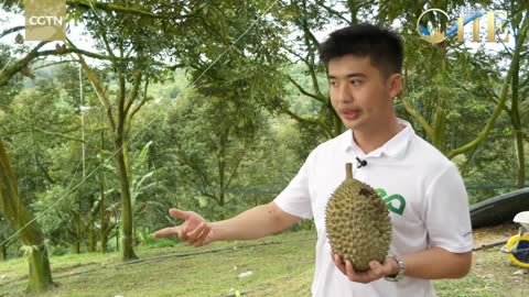 Malaysia feeding China's increasing demand for durians