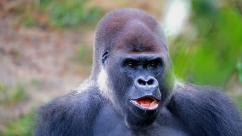 Grumpy Silverback Gorilla deals with super annoying son