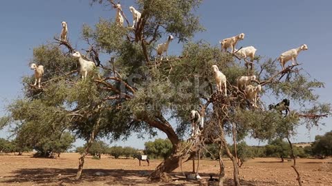 Goat climbs Argan tree and eats Argan nuts