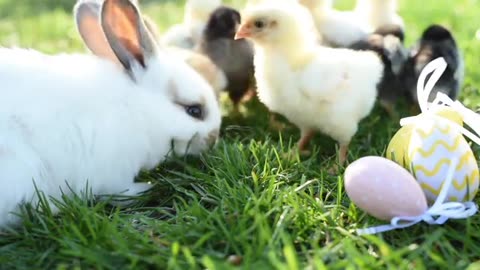 Chickens And Easter Bunny In Warm Tone On The Grass Field On Green Background.