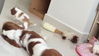 Perra juega adorablemente con sus cachorros