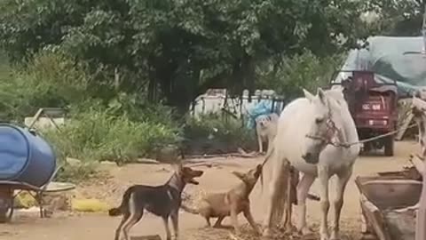 Dog check a horse patient very funny moments