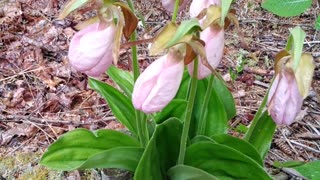 Slipper Orchids