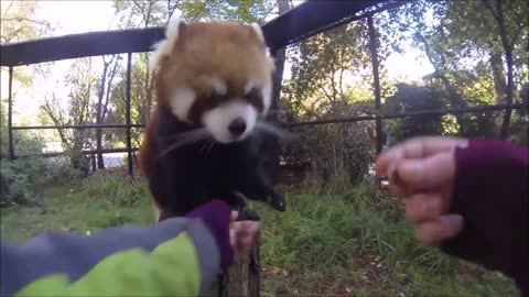 Most Adorable Red Panda