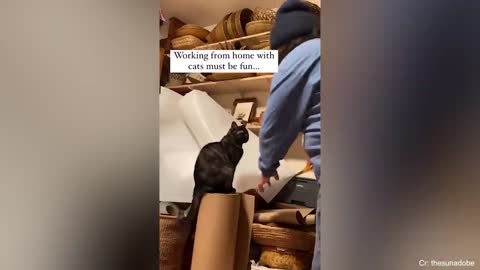 Friendship from a cat brings happiness to people