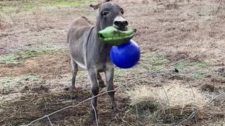 Donkey Excited by his New Jolly Ball