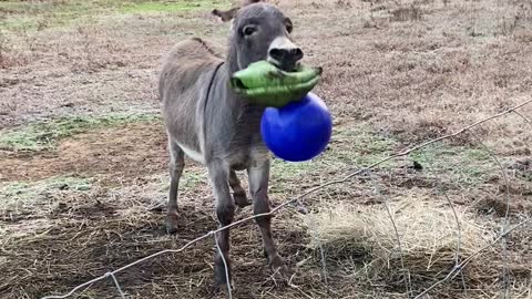 Donkey Excited by his New Jolly Ball