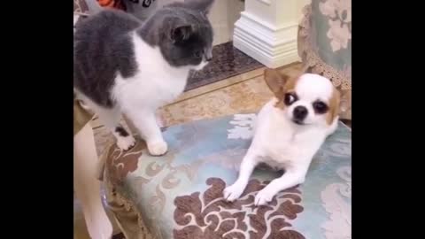 Funny Dogs and Cats