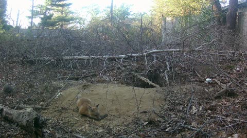 Happy fox