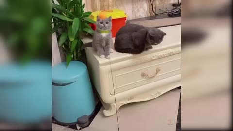 Baby Cats - Cute and Funny Cat Videos Compilation | @petsfunnation