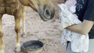 Gentle Horse Meets New Baby for the First Time
