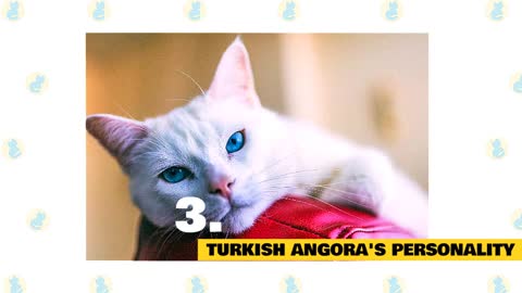 Turkish Angora Cats : Fun Facts & Myths | Origin and Knowledge