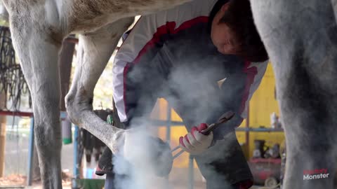 Process of Restoring Damaged Hoof. Korean Farrier