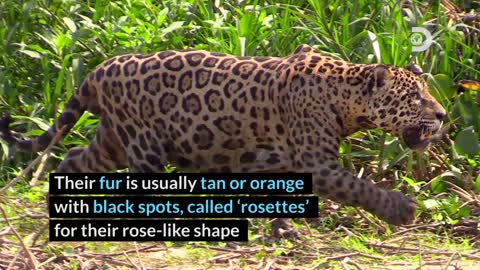 Animal Factoids:Jaguar