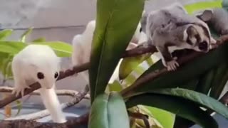 THE AMAZING SUGAR GLIDER