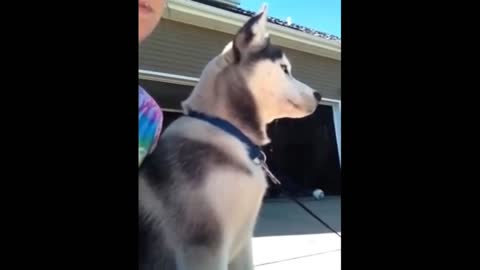 Siberian Husky bravely protects owner from mailman