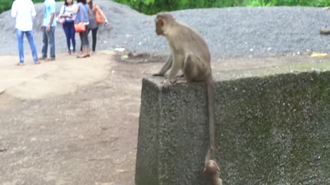 Baby monkey climbs mother's tail to scale wall
