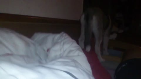 Husky jumps on the bed like crazy