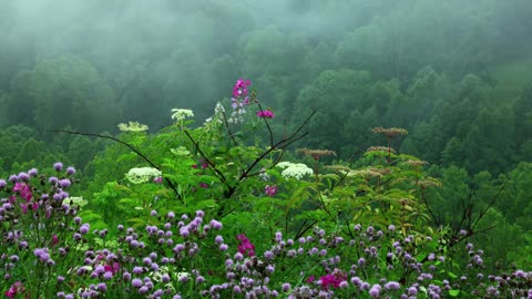 Birds chirping and rain sounds with Tibetan singing bowls