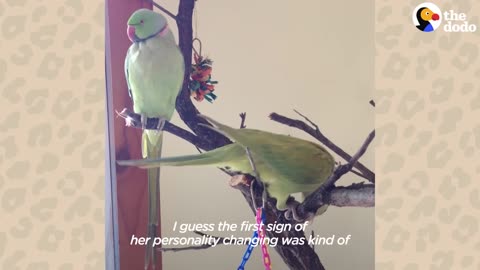 1_What It’s Like Living With Two Parrots The Dodo Go Wild