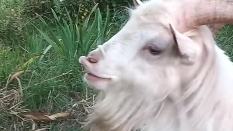 Funny Goat you never seen like this Video .MrFerozSFJ