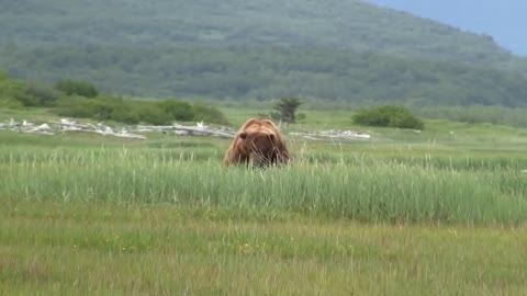 Battle Of The Giant Alaskan Grizzlies, grizzly vs grizzly, alaska