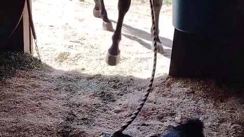 Tripper the Corgi Leads Jetty the Horse into the Barn