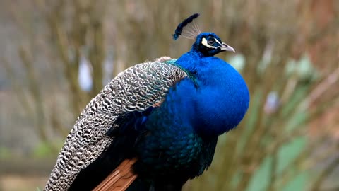 Peacocks are magnificent birds known for their spectacular plumage