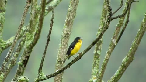 Really Beautiful! This is a Bird's Life in Its Habitat.