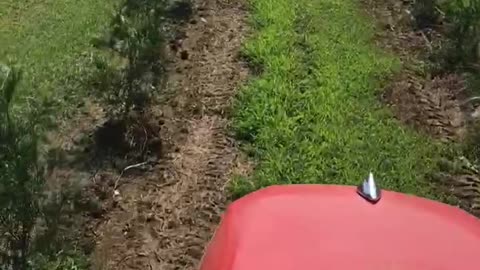 Caring for trees on our Bucks County Evergreen Farm