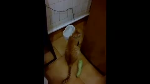 Cat remarkably startled by harmless object