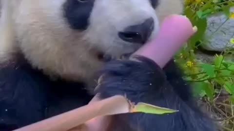 hungry panda