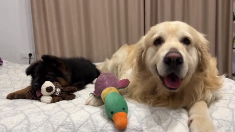Golden Retriever Steals Toy From German Shepherd Puppy