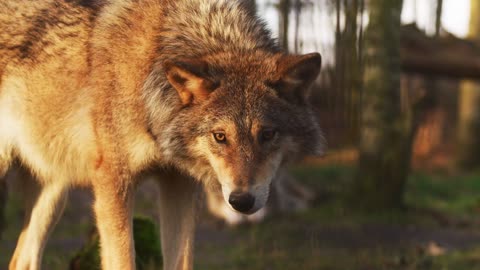 Wolf Animal Mammal free stock video