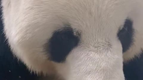 Giant panda Furry